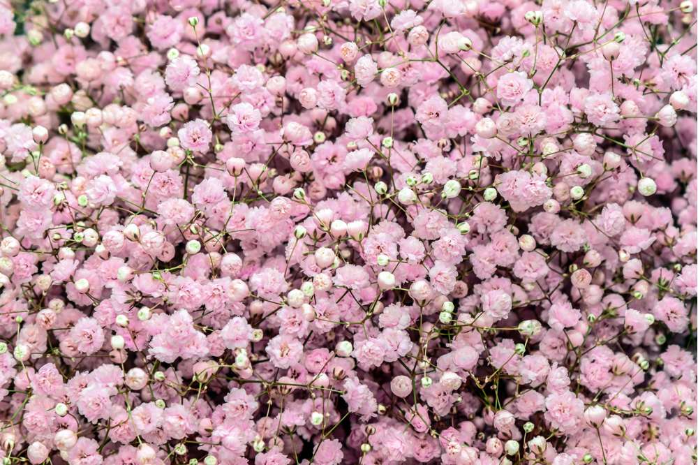 Brudslöja 'Pacifica'